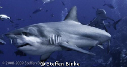 Jaws by Steffen Binke 